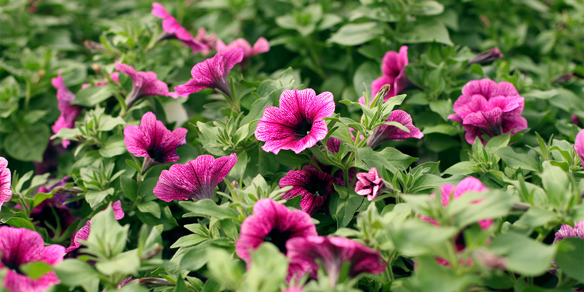 Plants