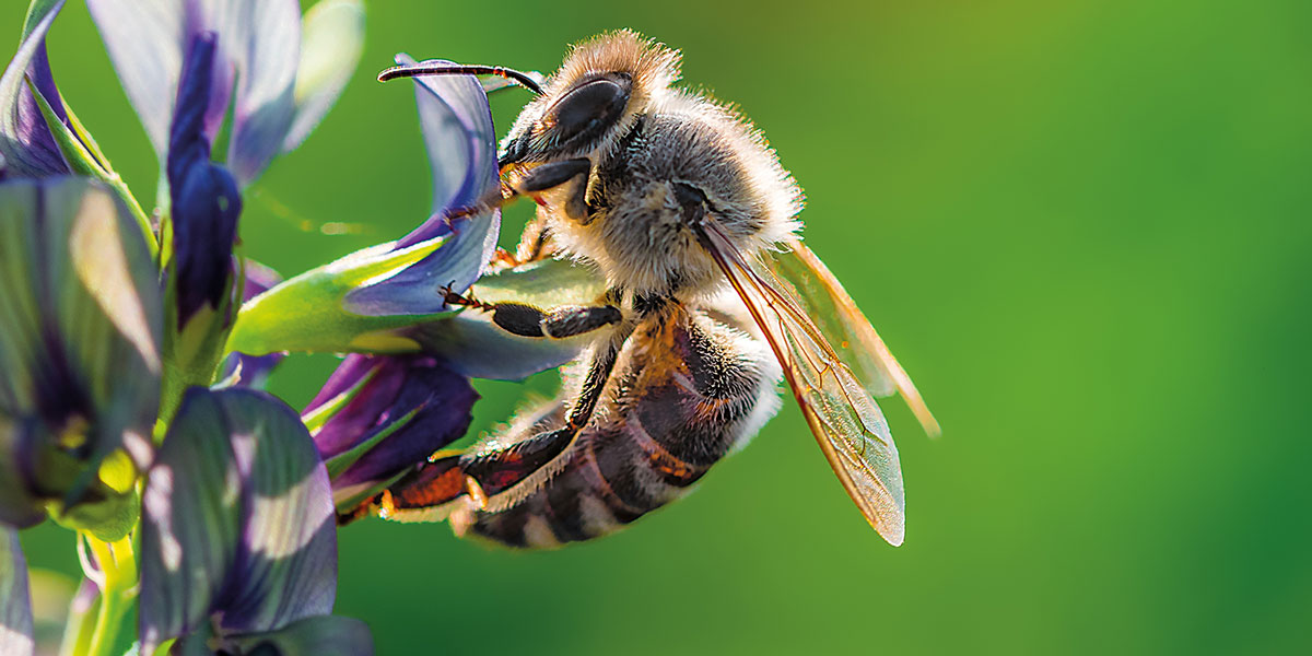 'Bee' mindful!