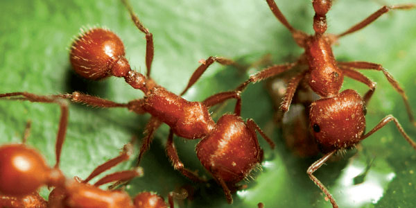Siesta Insecticide Fire Ant Bait