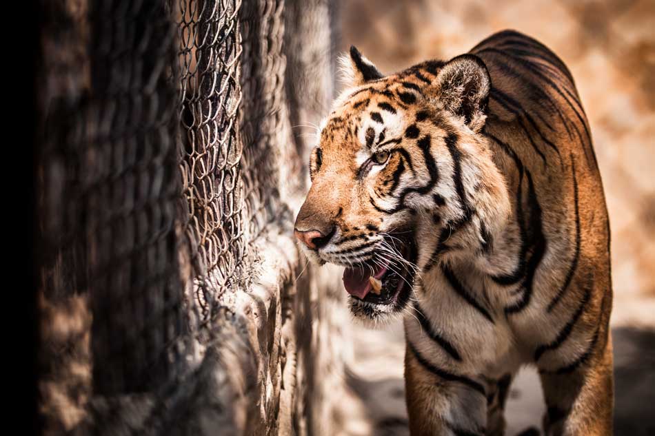tiger in a cage