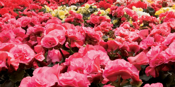 Ultra-Pure Oil Horticultural Insecticide, Miticide and Fungicide